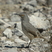 Curve-billed Thrasher